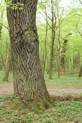 Tovarné, 20.4.2015
Grófsky lesopark.


Klíčová slova: Tovarné Grófsky lesopark