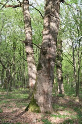 Tovarné, 20.4.2015
Grófsky lesopark.



Klíčová slova: Tovarné Grófsky lesopark