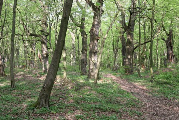Tovarné, 20.4.2015
Grófsky lesopark.


Klíčová slova: Tovarné Grófsky lesopark