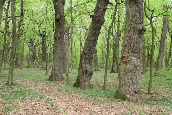 Tovarné, 20.4.2015
Grófsky lesopark.


Klíčová slova: Tovarné Grófsky lesopark