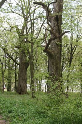 Tovarné, 20.4.2015
Grófsky lesopark.


Keywords: Tovarné Grófsky lesopark