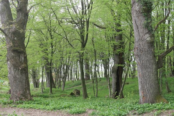 Tovarné, 20.4.2015
Grófsky lesopark.



Klíčová slova: Tovarné Grófsky lesopark