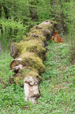 Tovarné, 20.4.2015
Grófsky lesopark.

Klíčová slova: Tovarné Grófsky lesopark