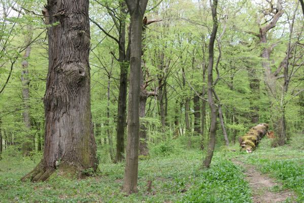 Tovarné, 20.4.2015
Grófsky lesopark.

Mots-clés: Tovarné Grófsky lesopark