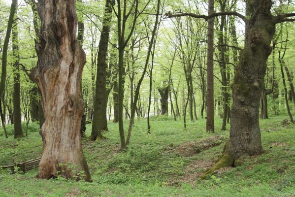 Tovarné, 20.4.2015
Grófsky lesopark.

Klíčová slova: Tovarné Grófsky lesopark