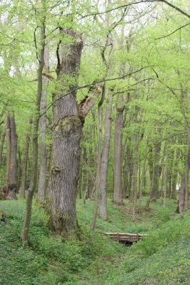 Tovarné, 20.4.2015
Grófsky lesopark.



Klíčová slova: Tovarné Grófsky lesopark