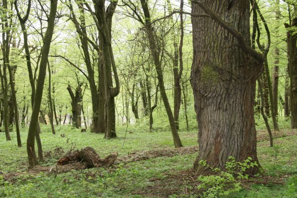 Tovarné, 20.4.2015
Grófsky lesopark.



Klíčová slova: Tovarné Grófsky lesopark