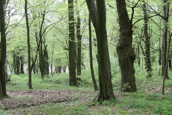 Tovarné, 20.4.2015
Grófsky lesopark.



Mots-clés: Tovarné Grófsky lesopark