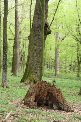 Tovarné, 20.4.2015
Grófsky lesopark.



Klíčová slova: Tovarné Grófsky lesopark