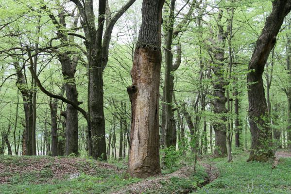 Tovarné, 20.4.2015
Grófsky lesopark.



Klíčová slova: Tovarné Grófsky lesopark