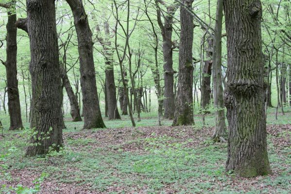 Tovarné, 20.4.2015
Grófsky lesopark.


Klíčová slova: Tovarné Grófsky lesopark