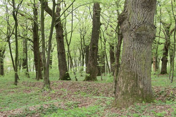 Tovarné, 20.4.2015
Grófsky lesopark.


Schlüsselwörter: Tovarné Grófsky lesopark