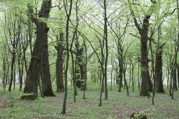 Tovarné, 20.4.2015
Grófsky lesopark.

Klíčová slova: Tovarné Grófsky lesopark