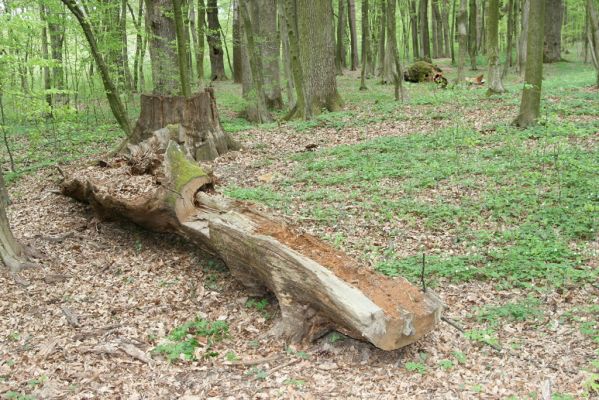 Tovarné, 20.4.2015
Grófsky lesopark.


Schlüsselwörter: Tovarné Grófsky lesopark Ampedus nigerrimus