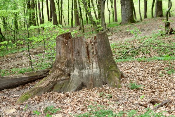 Tovarné, 20.4.2015
Grófsky lesopark.



Klíčová slova: Tovarné Grófsky lesopark