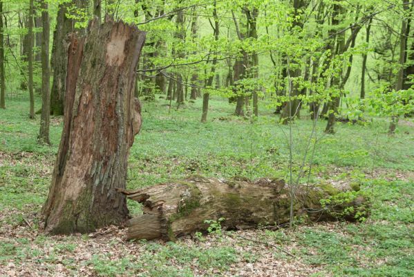 Tovarné, 20.4.2015
Grófsky lesopark.



Klíčová slova: Tovarné Grófsky lesopark