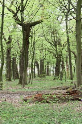 Grófsky lesopark.



Schlüsselwörter: Tovarné Grófsky lesopark