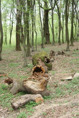 Tovarné, 20.4.2015
Grófsky lesopark.



Klíčová slova: Tovarné Grófsky lesopark