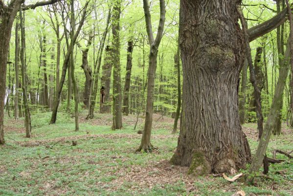 Tovarné, 20.4.2015
Grófsky lesopark.


Klíčová slova: Tovarné Grófsky lesopark