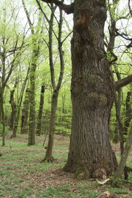 Tovarné, 20.4.2015
Grófsky lesopark.

Klíčová slova: Tovarné Grófsky lesopark