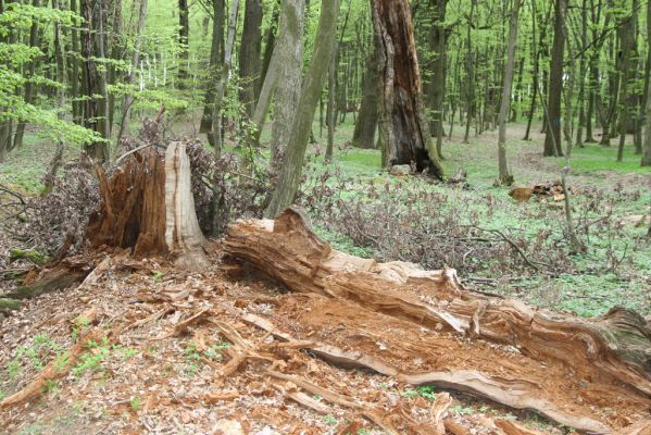 Tovarné, 20.4.2015
Grófsky lesopark.



Klíčová slova: Tovarné Grófsky lesopark