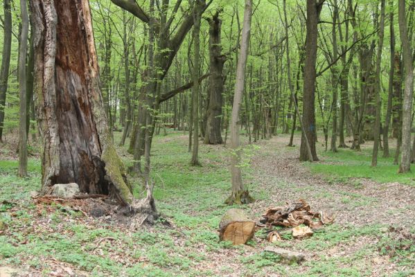 Tovarné, 20.4.2015
Grófsky lesopark.

Klíčová slova: Tovarné Grófsky lesopark Aulonothroscus laticollis