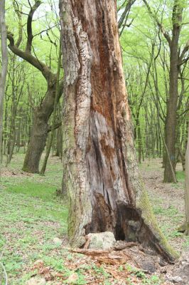 Tovarné, 20.4.2015
Grófsky lesopark.


Keywords: Tovarné Grófsky lesopark Aulonothroscus laticollic