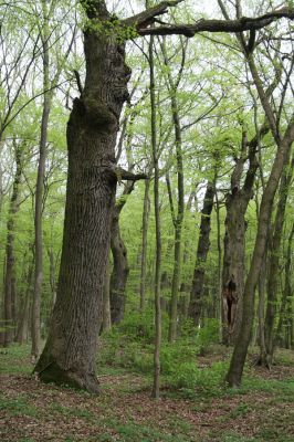 Tovarné, 20.4.2015
Grófsky lesopark.


Klíčová slova: Tovarné Grófsky lesopark