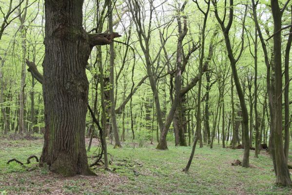 Tovarné, 20.4.2015
Grófsky lesopark.

Klíčová slova: Tovarné Grófsky lesopark