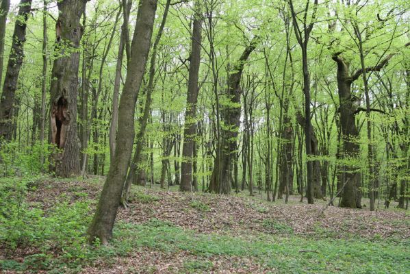 Tovarné, 20.4.2015
Grófsky lesopark.

Klíčová slova: Tovarné Grófsky lesopark