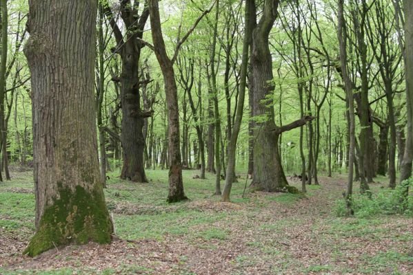Tovarné, 20.4.2015
Grófsky lesopark.



Klíčová slova: Tovarné Grófsky lesopark