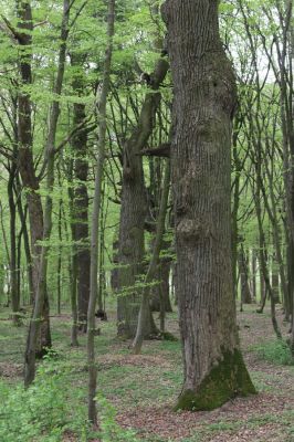 Tovarné, 20.4.2015
Grófsky lesopark.


Klíčová slova: Tovarné Grófsky lesopark