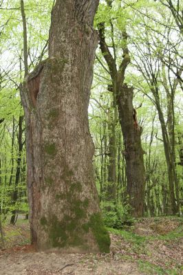 Tovarné, 20.4.2015
Grófsky lesopark.


Klíčová slova: Tovarné Grófsky lesopark