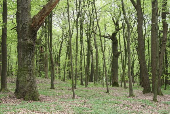 Tovarné, 20.4.2015
Grófsky lesopark.



Schlüsselwörter: Tovarné Grófsky lesopark