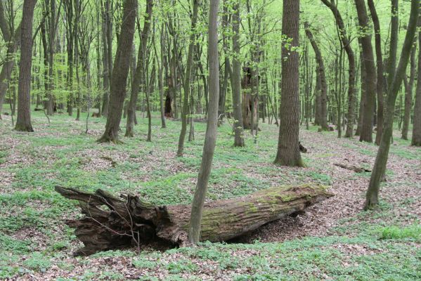 Tovarné, 20.4.2015
Grófsky lesopark.


Klíčová slova: Tovarné Grófsky lesopark