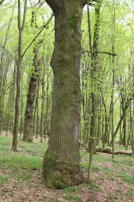 Tovarné, 20.4.2015
Grófsky lesopark.


Klíčová slova: Tovarné Grófsky lesopark