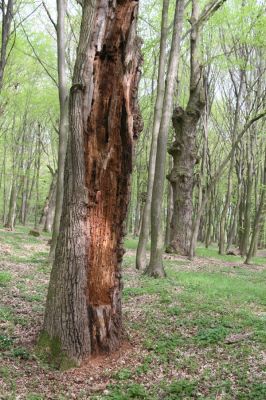 Tovarné, 20.4.2015
Grófsky lesopark.


Klíčová slova: Tovarné Grófsky lesopark