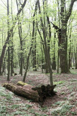 Tovarné, 20.4.2015
Grófsky lesopark.



Klíčová slova: Tovarné Grófsky lesopark