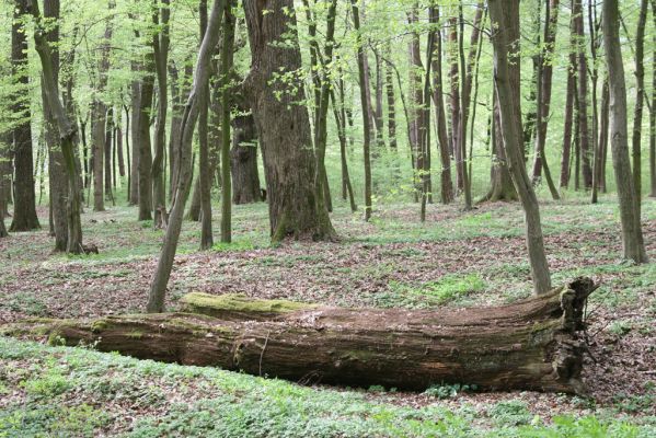 Tovarné, 20.4.2015
Grófsky lesopark.


Klíčová slova: Tovarné Grófsky lesopark