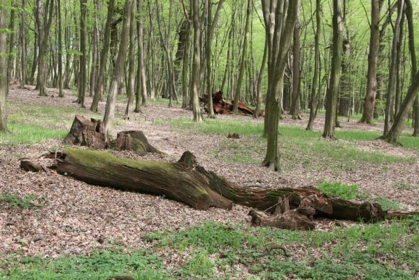 Tovarné, 20.4.2015
Grófsky lesopark.


Klíčová slova: Tovarné Grófsky lesopark