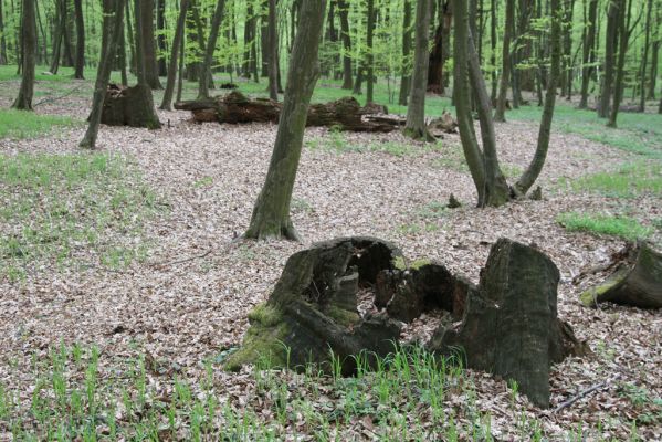 Tovarné, 20.4.2015
Grófsky lesopark.



Klíčová slova: Tovarné Grófsky lesopark