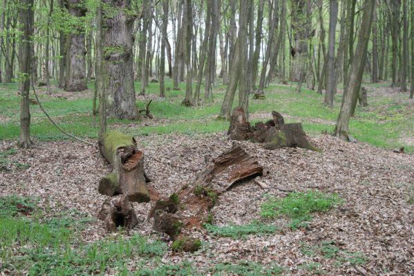 Tovarné, 20.4.2015
Grófsky lesopark.


Klíčová slova: Tovarné Grófsky lesopark Ampedus nigerrimus