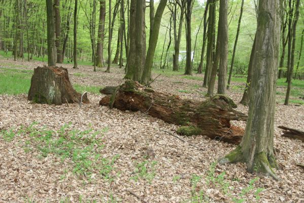 Tovarné, 20.4.2015
Grófsky lesopark.


Klíčová slova: Tovarné Grófsky lesopark Ampedus nigerrimus