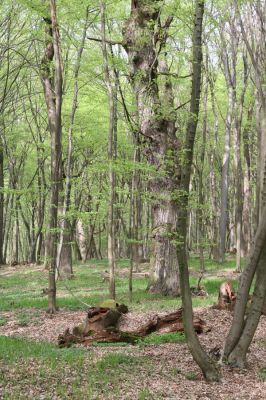 Tovarné, 20.4.2015
Grófsky lesopark.

Klíčová slova: Tovarné Grófsky lesopark