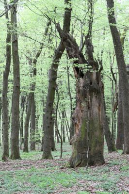 Tovarné, 20.4.2015
Grófsky lesopark.



Klíčová slova: Tovarné Grófsky lesopark Aulonothroscus laticollis