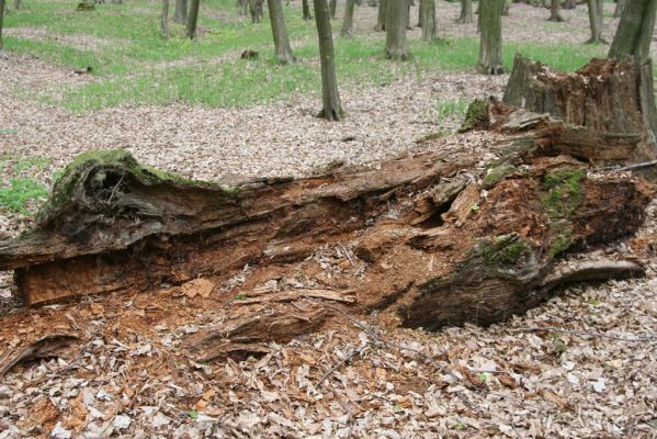 Tovarné, 20.4.2015
Grófsky lesopark.


Klíčová slova: Tovarné Grófsky lesopark Ampedus nigerrimus