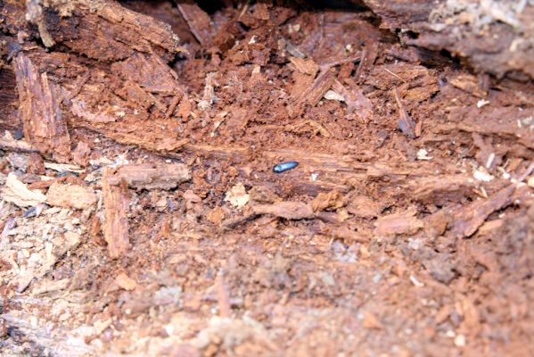 Tovarné, 20.4.2015
Grófsky lesopark. Kovařík Ampedus nigerrimus v kukelní kolébce.


Klíčová slova: Tovarné Grófsky lesopark Ampedus nigerrimus