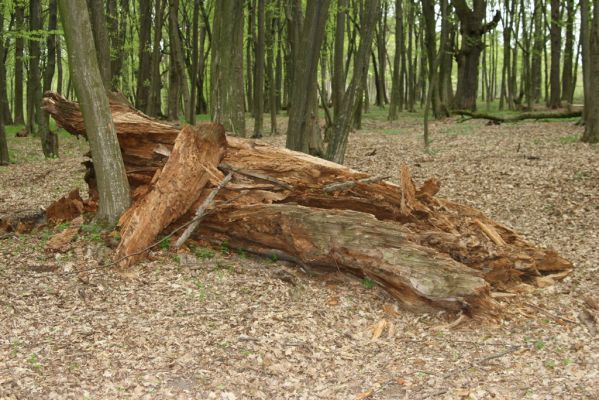 Tovarné, 20.4.2015
Grófsky lesopark.

Klíčová slova: Tovarné Grófsky lesopark Ampedus hjorti