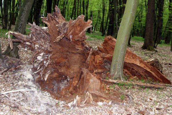 Tovarné, 20.4.2015
Grófsky lesopark.

Klíčová slova: Tovarné Grófsky lesopark Ampedus hjorti