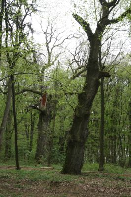 Tovarné, 20.4.2015
Grófsky lesopark.

Klíčová slova: Tovarné Grófsky lesopark